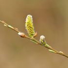 Es wird Frühling! (1)