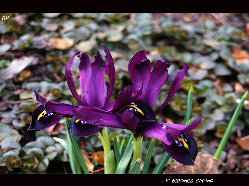 ** Es wird Frühling ! ** (1)