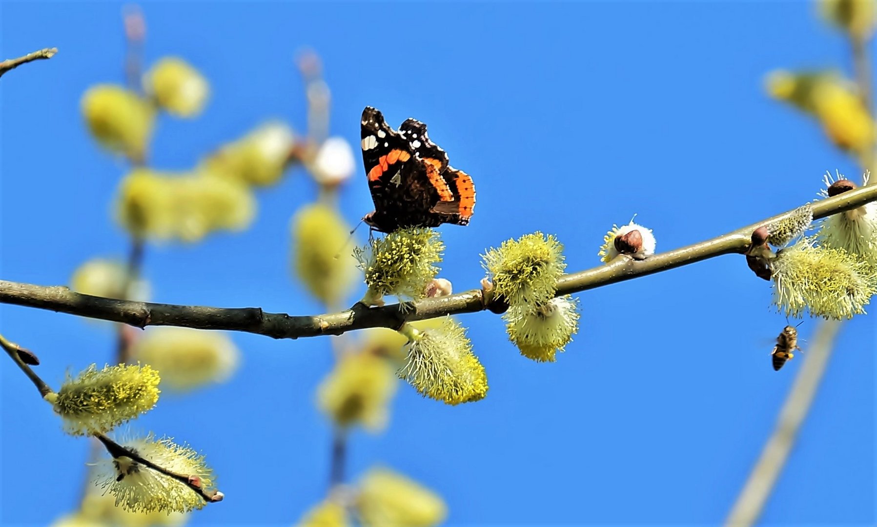 Es wird Frühling