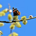 Es wird Frühling