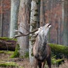 es wird Frühling