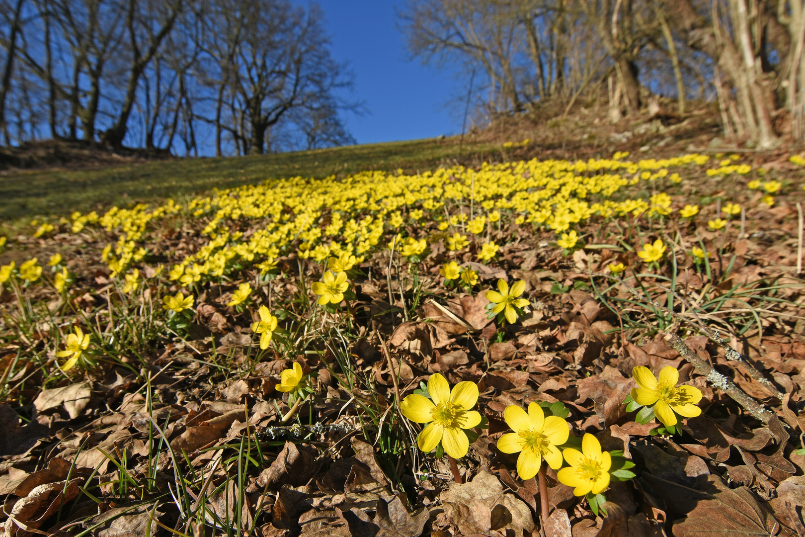 Es wird Frühling! (1/3)