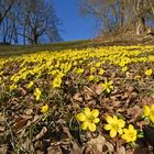 Es wird Frühling! (1/3)