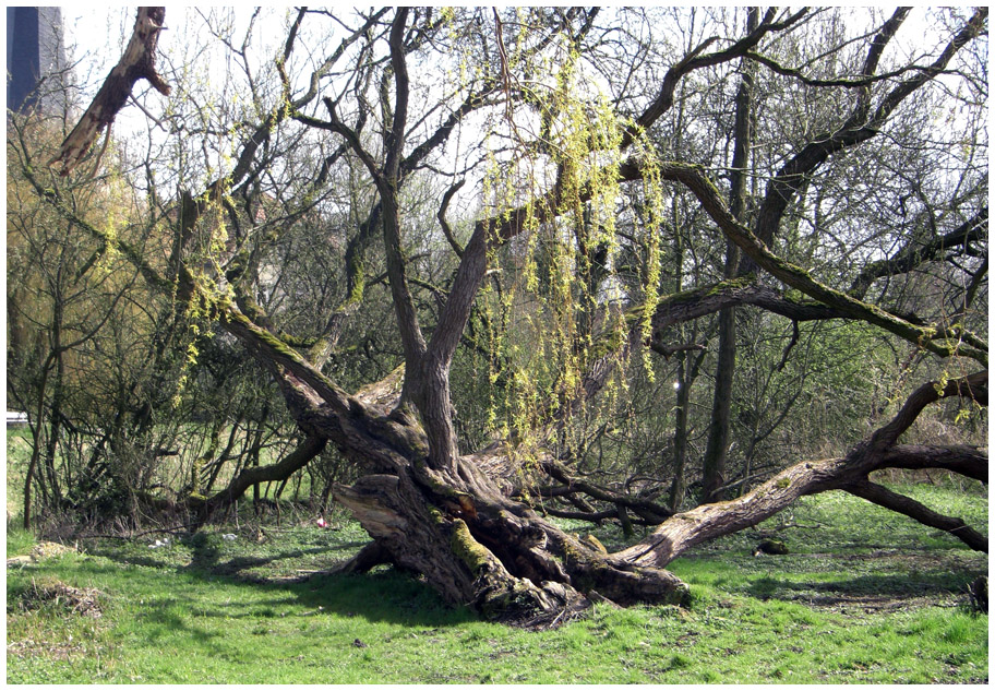 Es wird Frühling