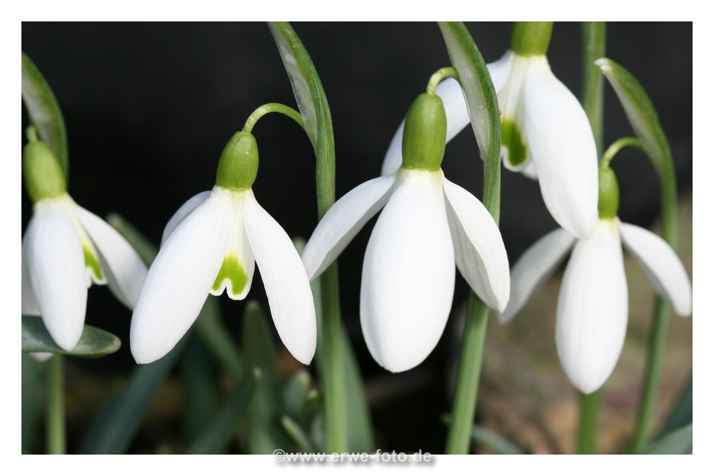 Es wird Frühling