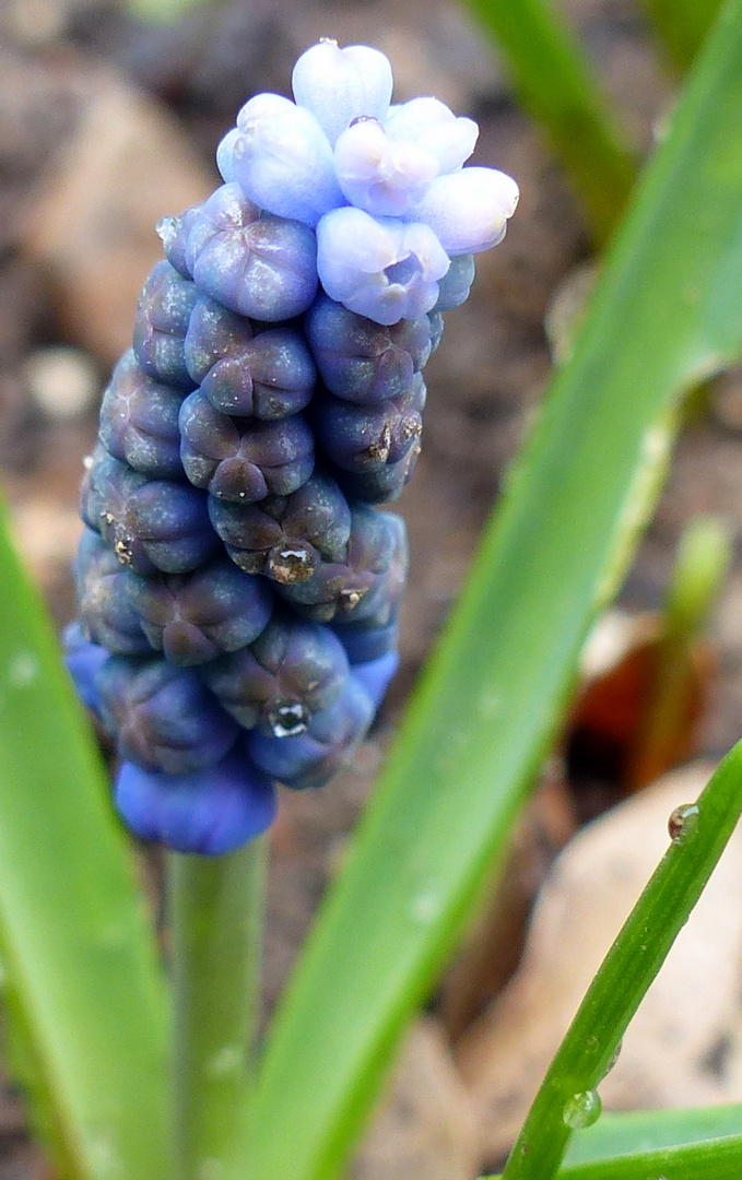 es wird Frühling