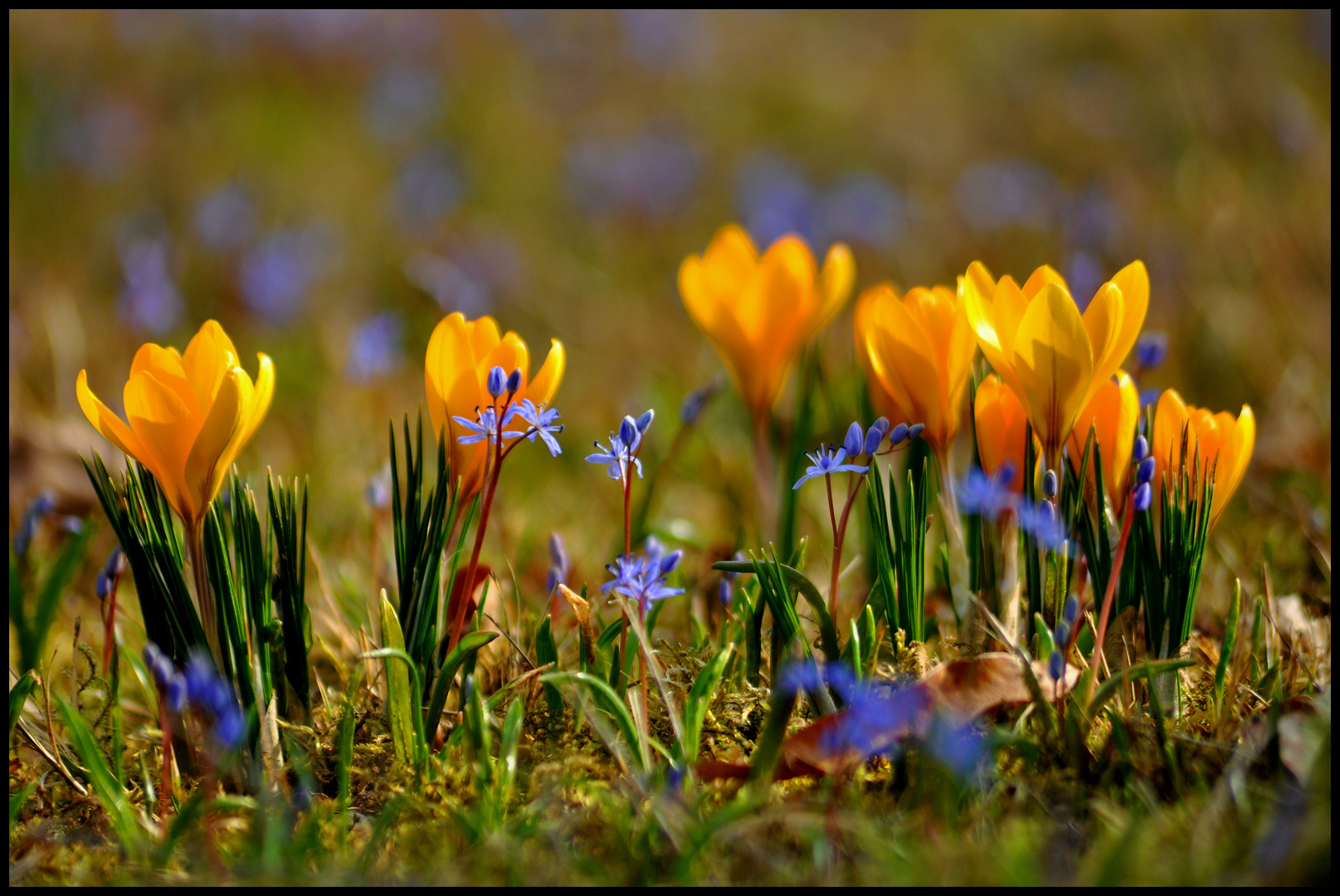 es wird Frühling Foto & Bild | jahreszeiten, frühling, natur Bilder auf