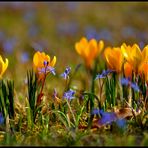 ... es wird Frühling