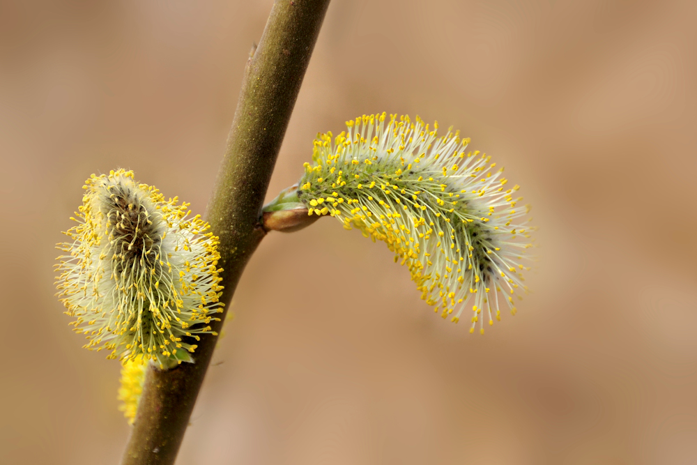 Es wird Frühling! (2)