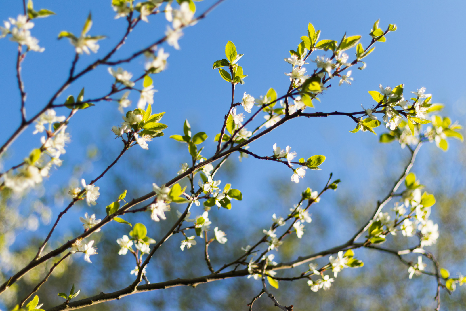 Es wird Frühling (2)