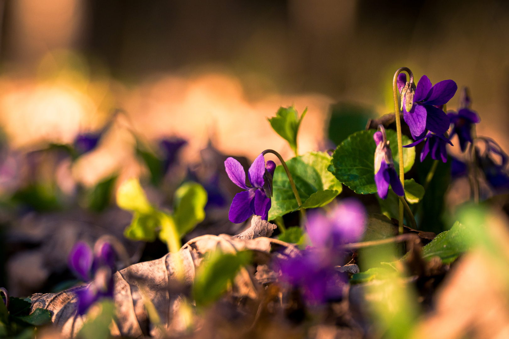 Es wird Frühling 