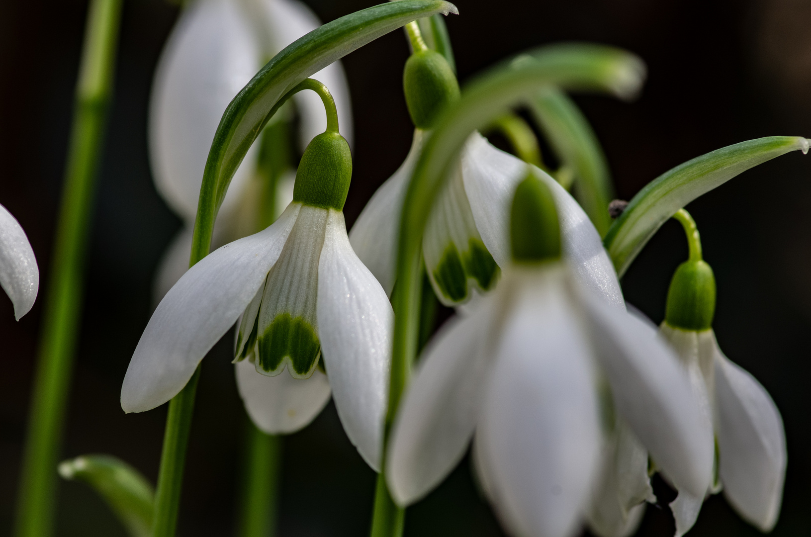 Es wird Frühling!