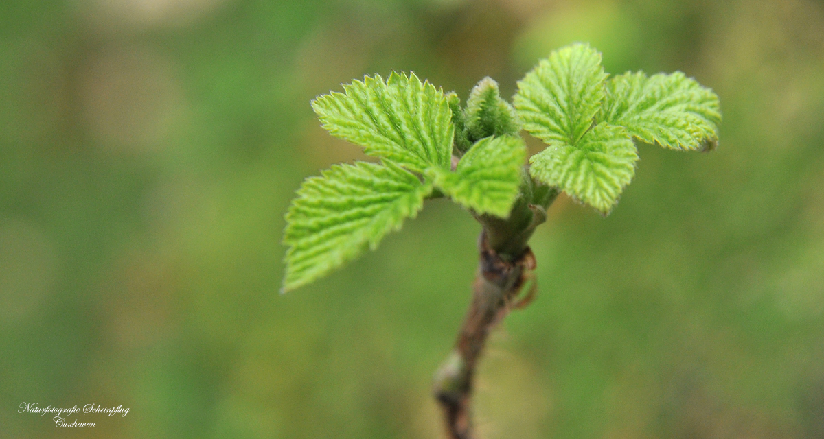 Es wird Frühling...