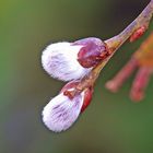 es wird Frühling