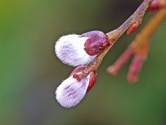 es wird Frühling