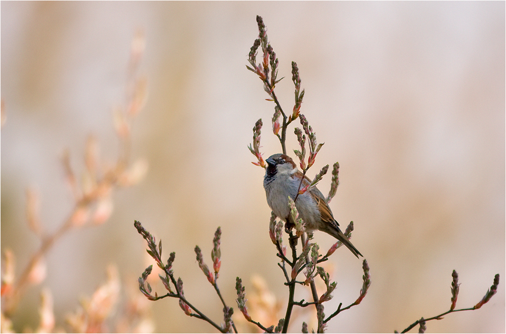 Es wird Frühling.