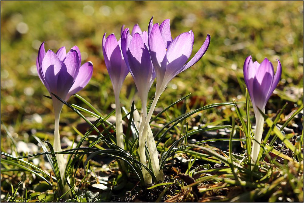 Es wird Frühling...