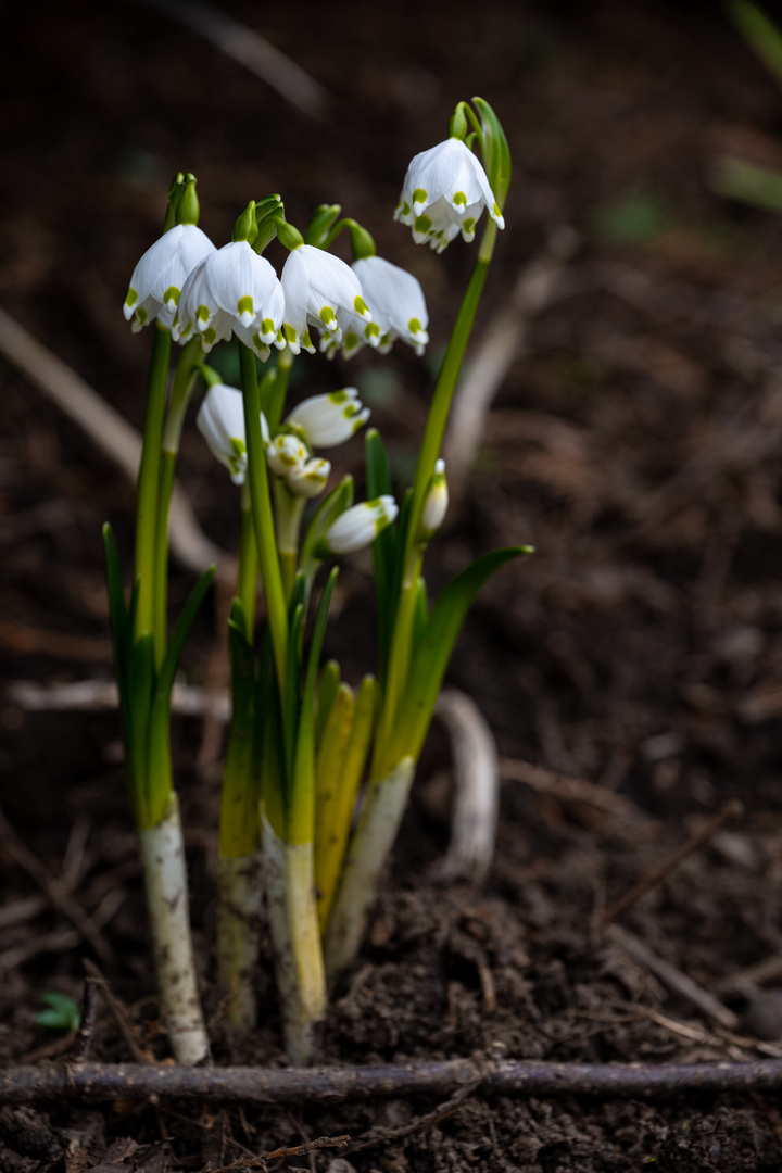 es wird Frühling