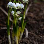 es wird Frühling