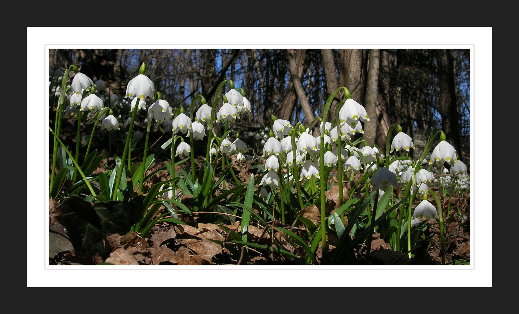 Es wird Frühling .....