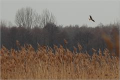 Es wird Frühling 4