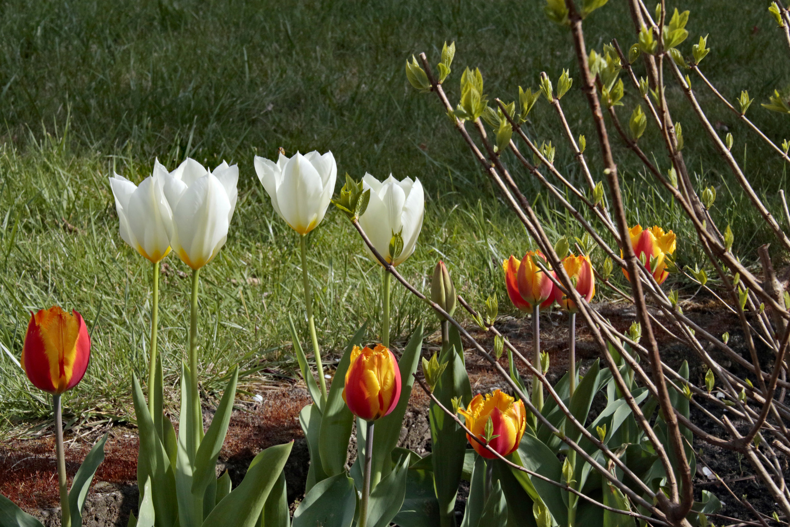 es wird Frühling 4