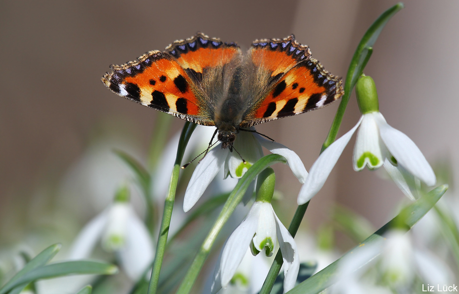 es wird Frühling