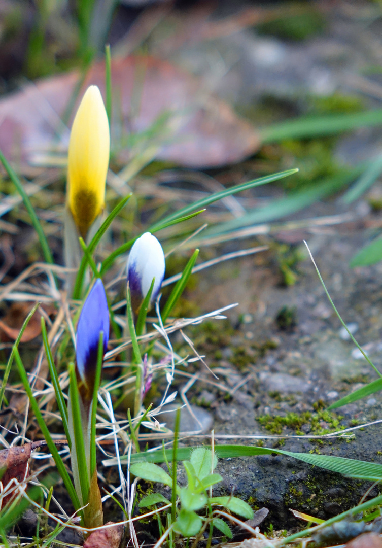 Es wird Frühling