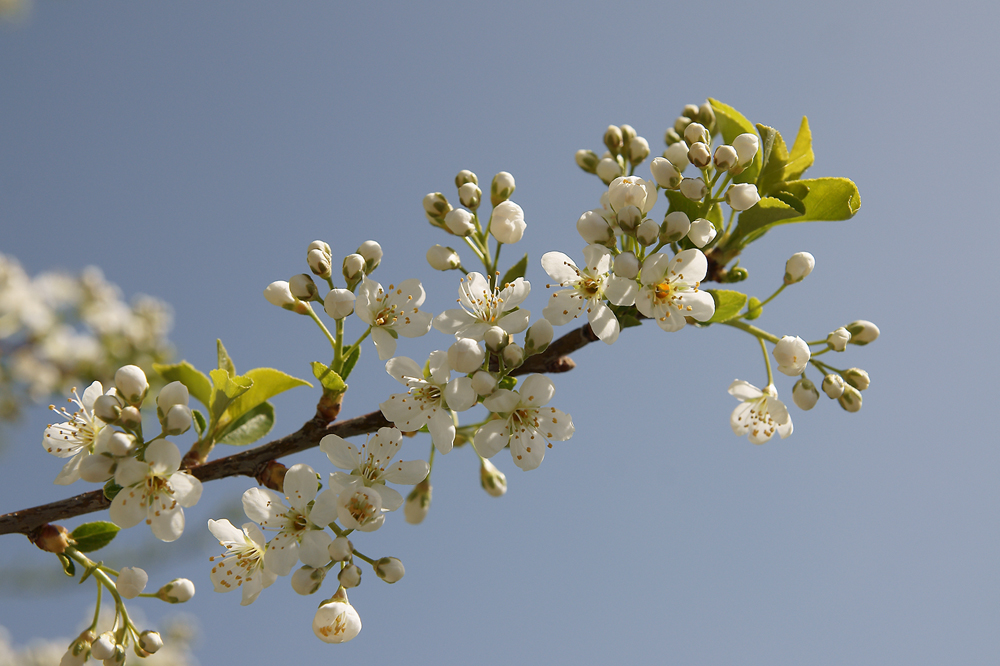 es wird Frühling