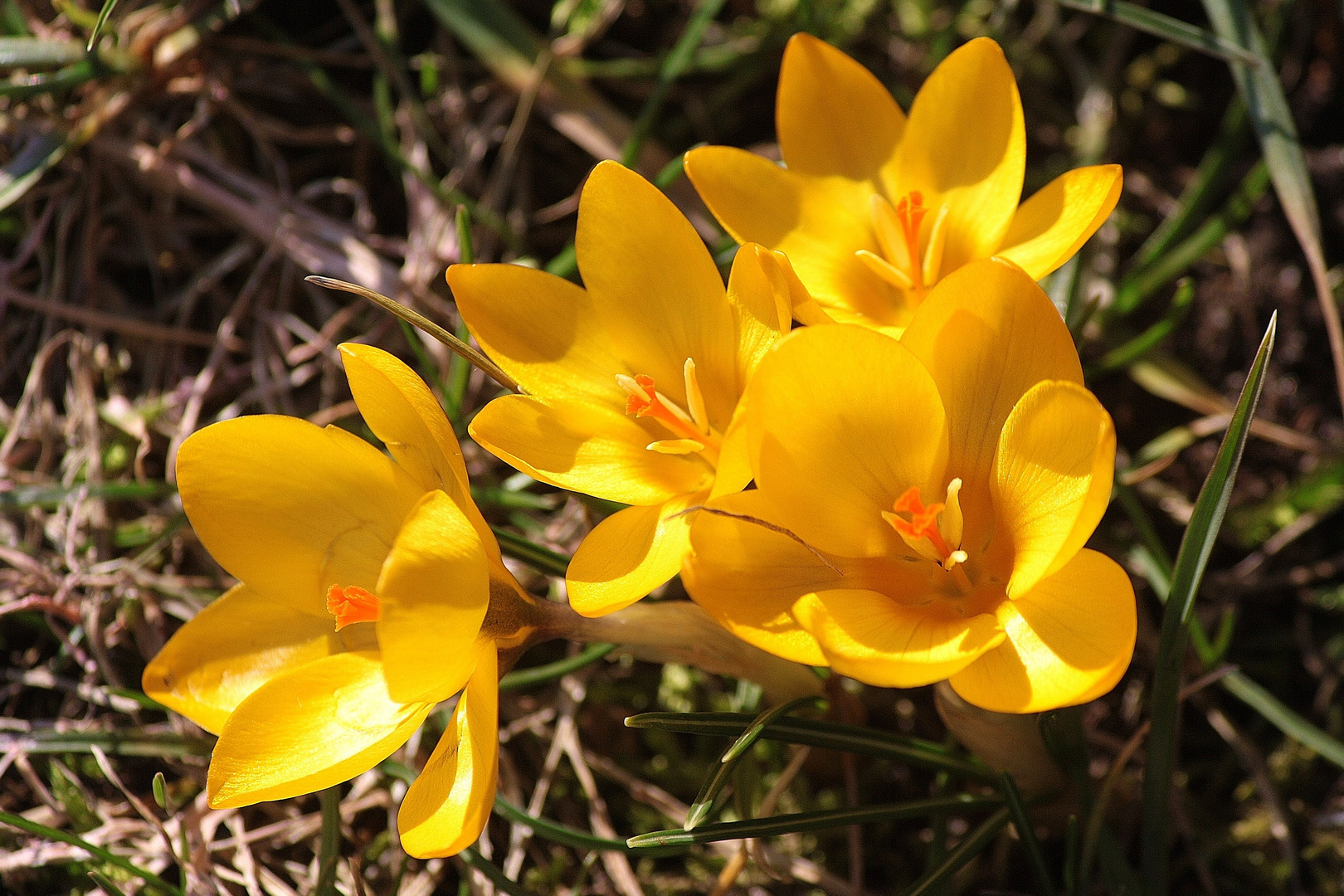 Es wird Frühling