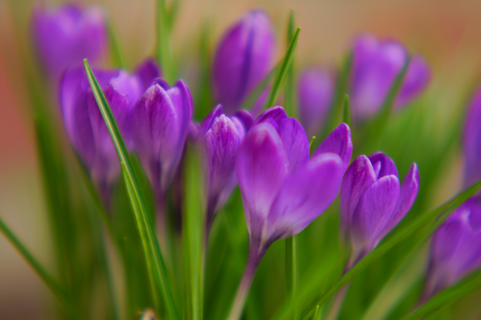 es wird Frühling