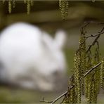 Es wird Frühling...