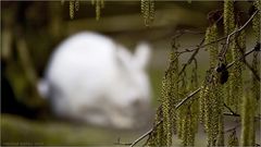 Es wird Frühling...