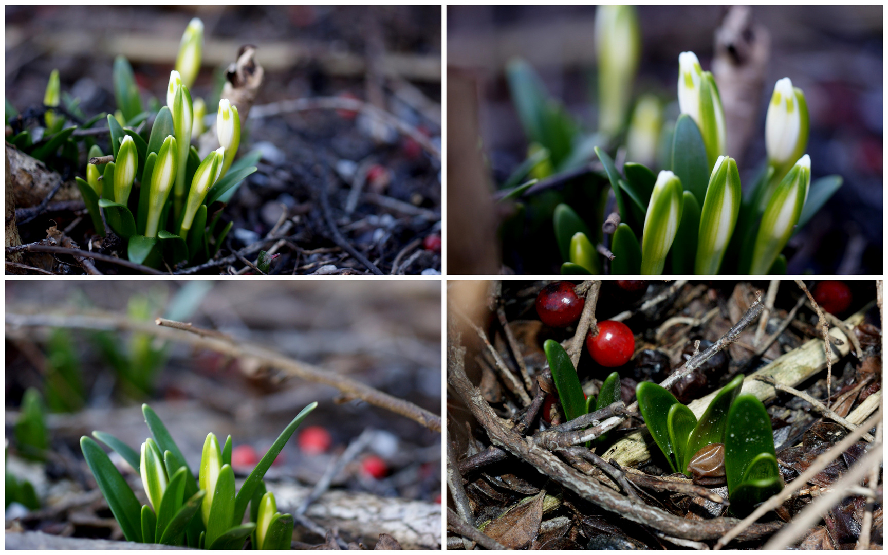 Es wird Frühling :))