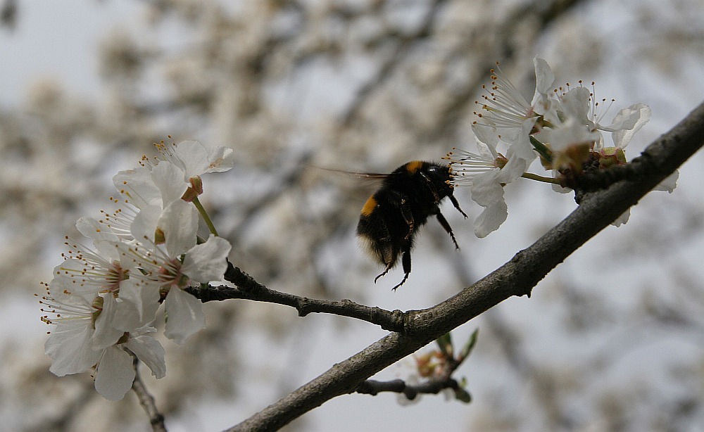 Es wird Frühling