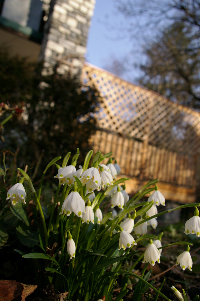 Es wird Frühling.....