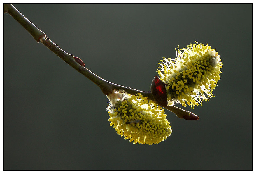 Es wird Frühling...