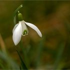 Es wird Frühling...