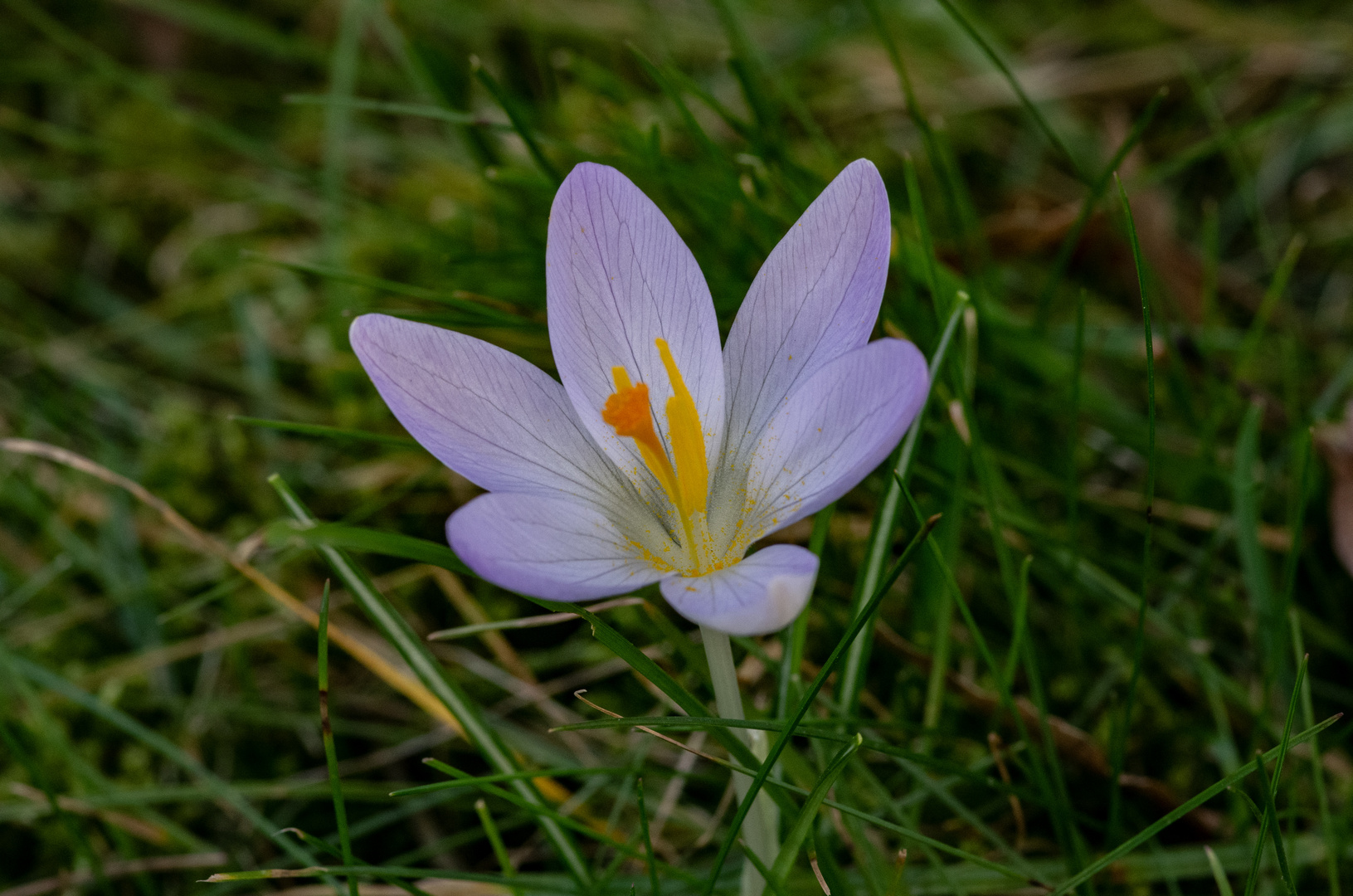 Es wird Frühling!