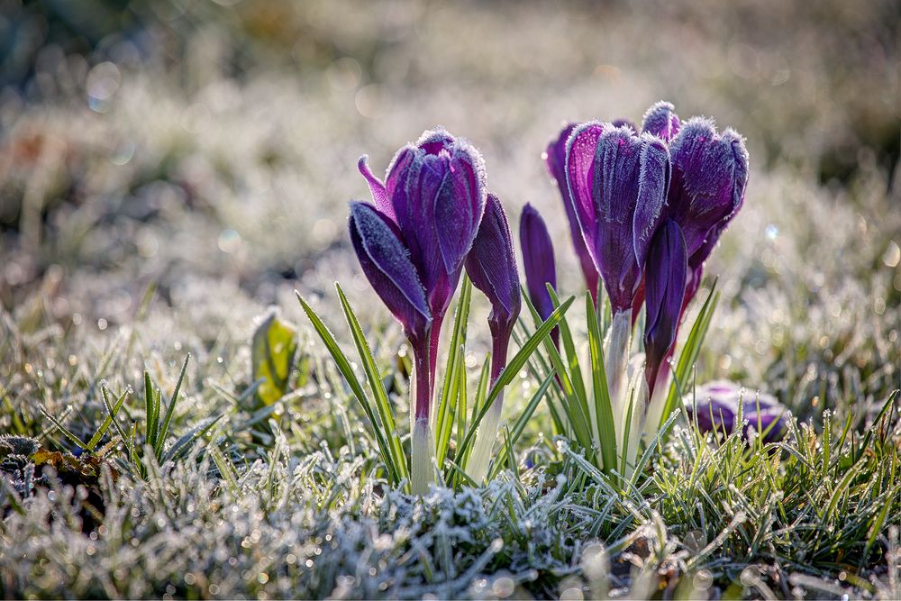 es wird Frühling ...