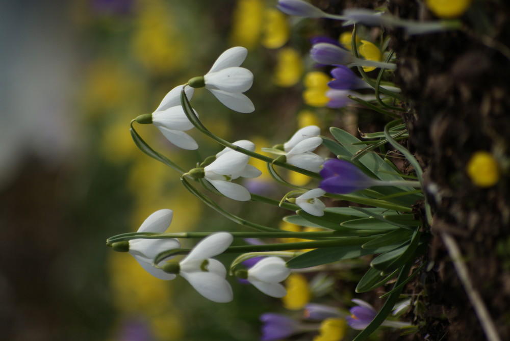 Es wird Frühling