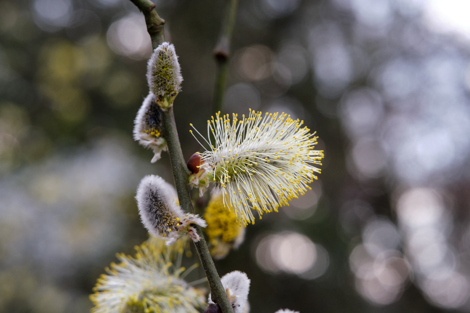 Es wird Frühling!