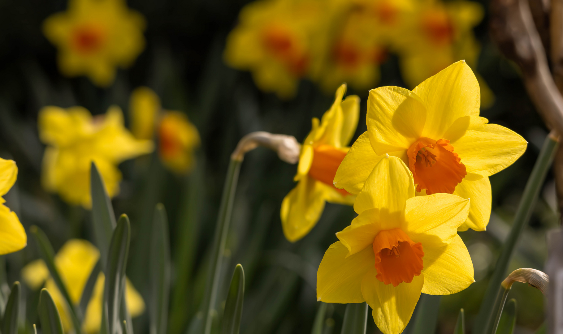 Es wird Frühling