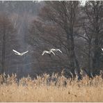 Es wird Frühling 6