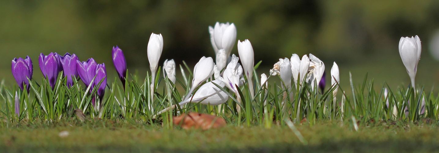 Es wird Frühling...