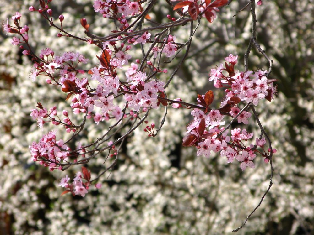 es wird Frühling