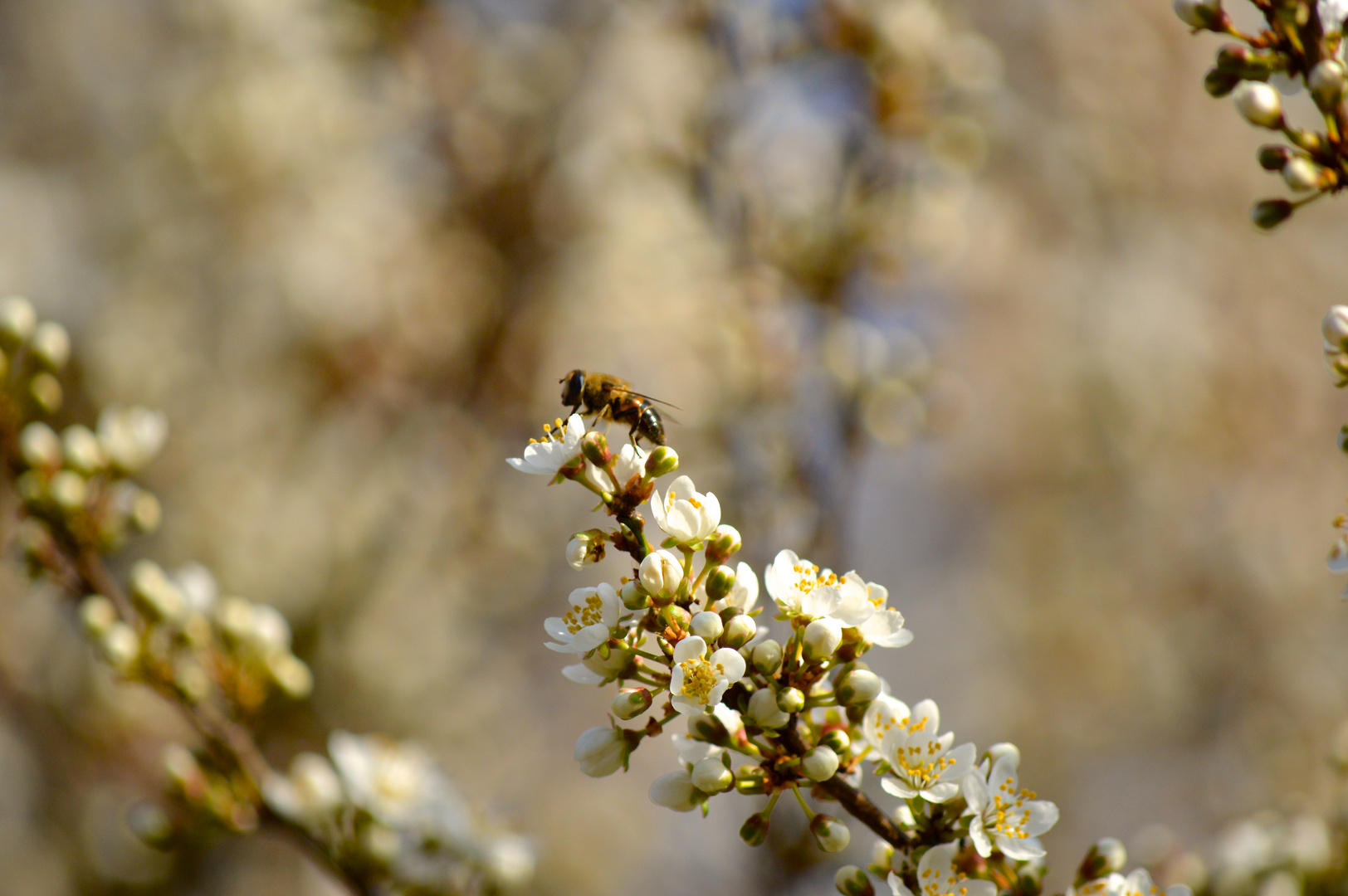 es wird Frühling