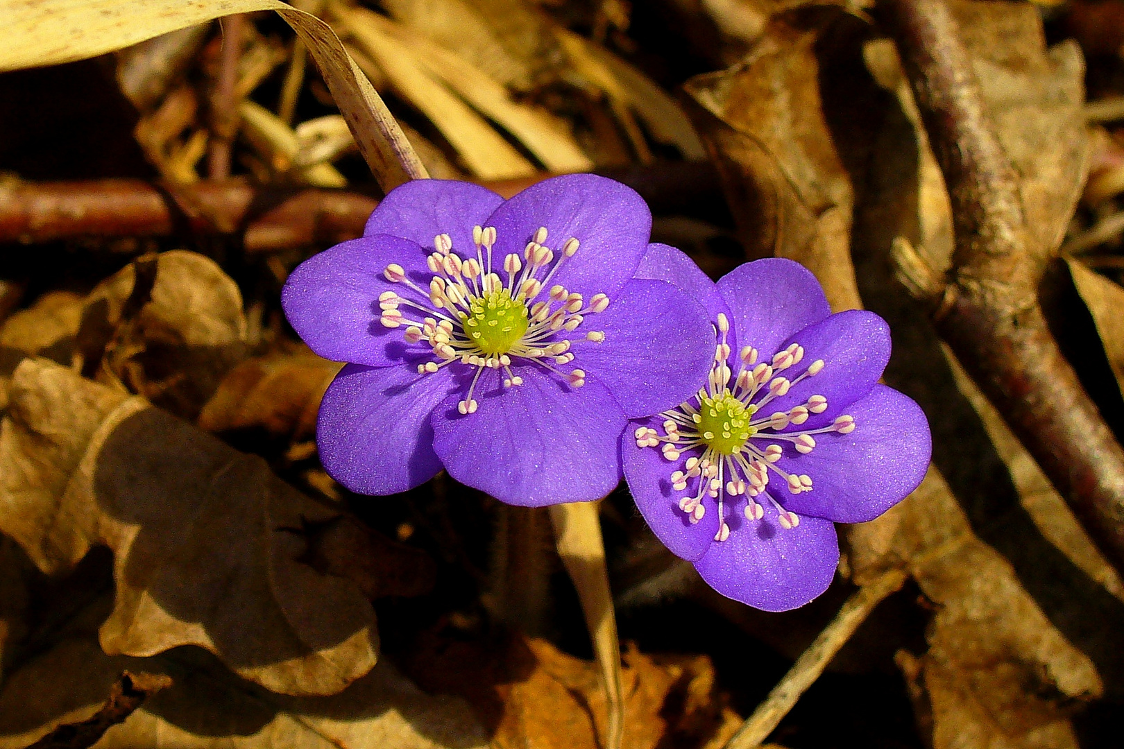 Es wird Frühling