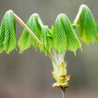 es wird Frühling