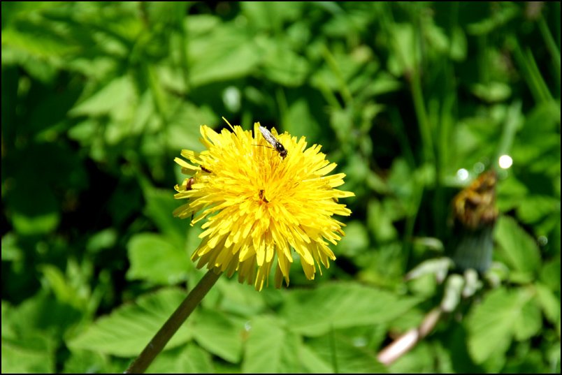 .: Es wird Frühling :.